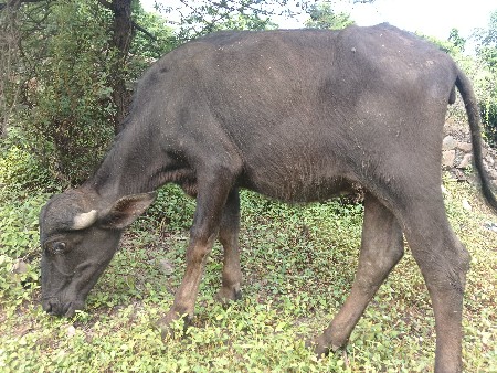 રેસ