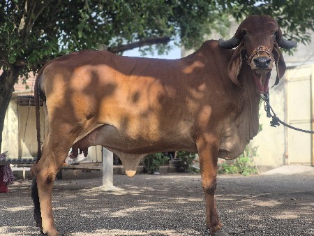 ગાય વેચવાની નીચે