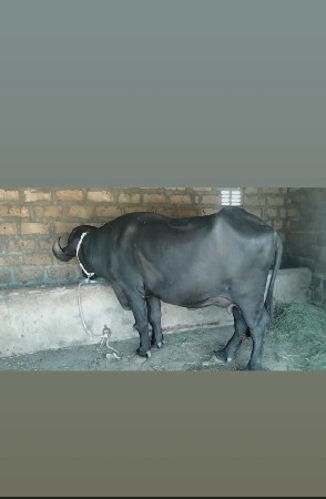 ભેંસ વેચવાની છે