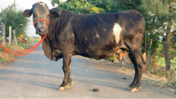 Sf ગાય આપવાની સે