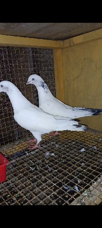 કબૂતર વેચવાના છે