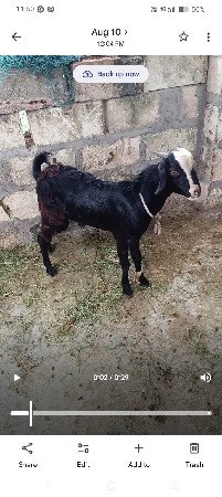 બકરો વેચવાનો છે