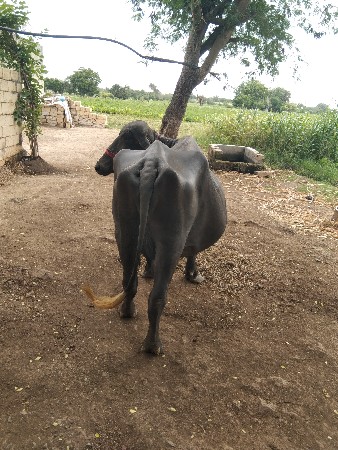 ભેંસ વેચવાની છે