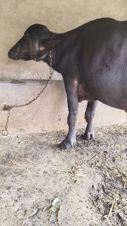 પેલું વેતર ભેંસ વેચવાની છે