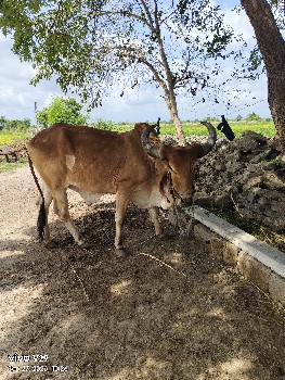 બળદ વેચવાના છે