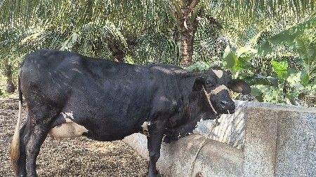 hf gay vechavani 2 vetar