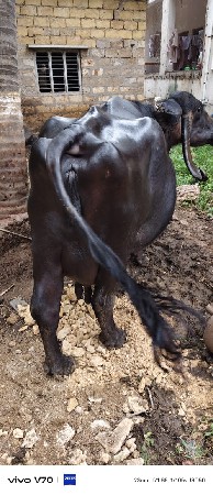 શેરીયાજ