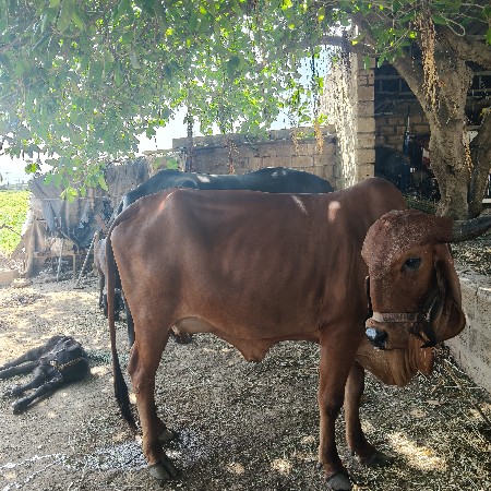 ગાય વેચવાની છે