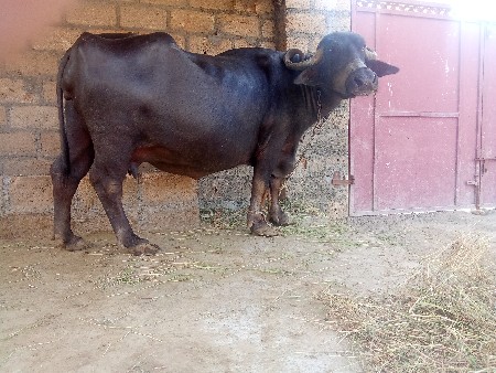 આ ભેંસ વેચવાની છે ફુલ જવાબદારી