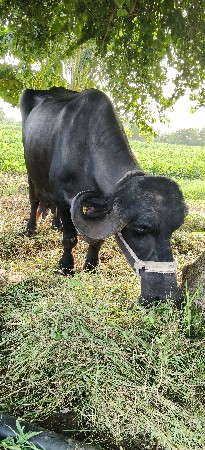 ભેંસ વેસવાની છે