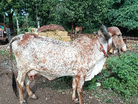ગીર ગાય વેચવાની છે