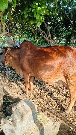 ગાય વેચવાની છે