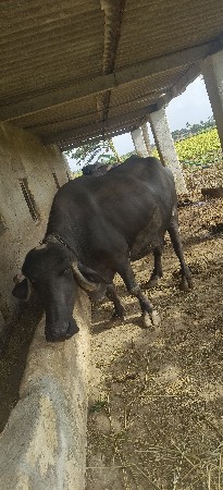 full જવાબદારી