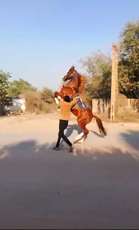 ઘોડીનુ સાટુકરવાનુછે હાલવારીહોતો