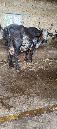 2 ગિર ક્રોસ ગાયું