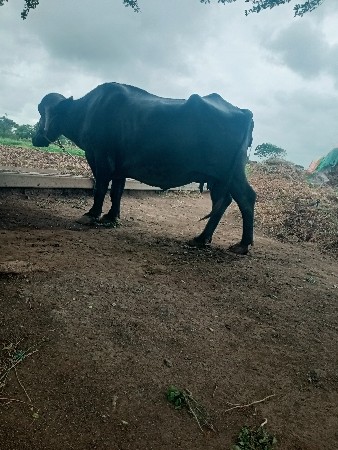 ભેંસ વેચવાની છે