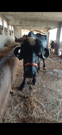 ભેસ વેસવાની છે