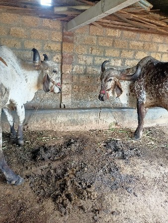 બળદ વેચવાના છે
