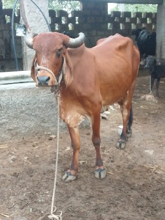 ગાર વેસવી