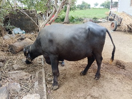 ભેંસ વેચવાની
9510333700