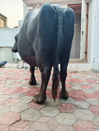 ખીમા ભાઈ