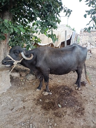 ભેંસ વેચવાની છે