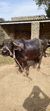 ભૅશ વૅચવા ની છૅ