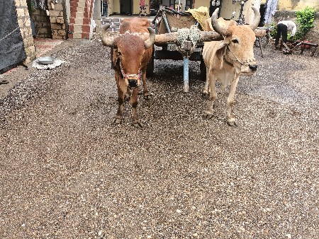 બળદ આપવાના છે મફ્ત