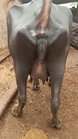 બીજવેત્રી ખળેલી વેસવાની સે