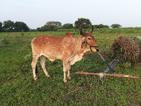 ગોઢલા વેચવાના છે