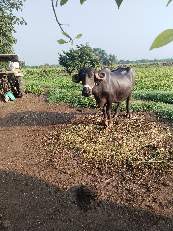 ભેંસ વેચવાની છે