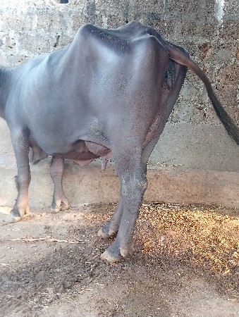 વેસવાની છે