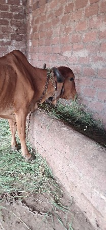 દેહાણ  ગાય