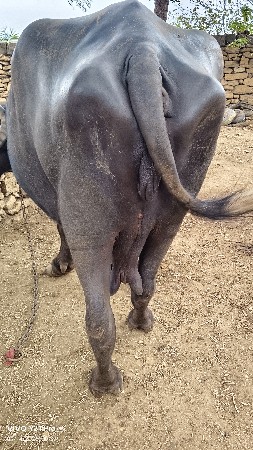 ભેંસ વેચવાની છે