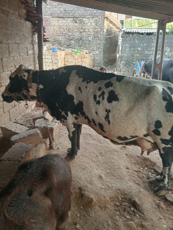 આ ગાય વેચવાની છે