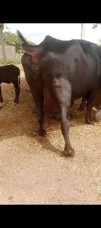 બીજું વેતર