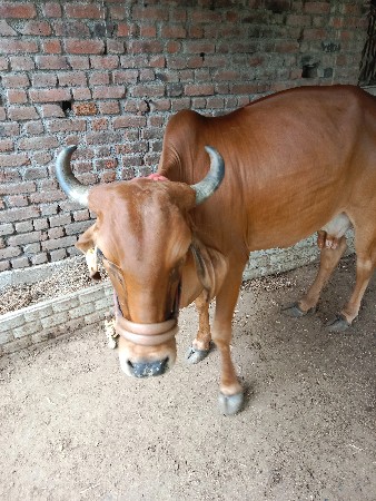 દેશી ગાય