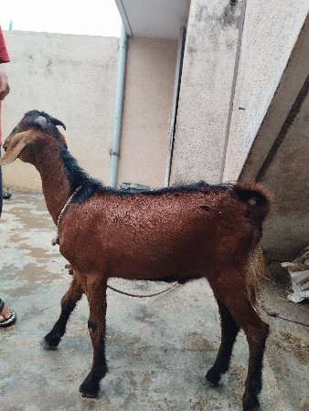 બકરા