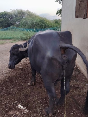 ભેંસ