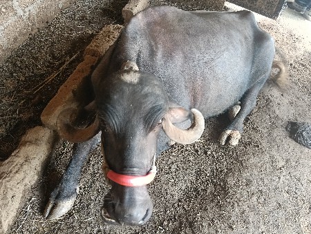 ભેંસ વેચવાની છે