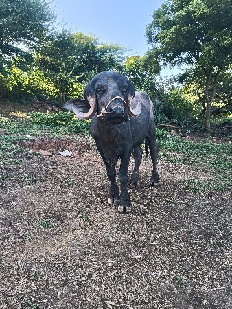 પાડો