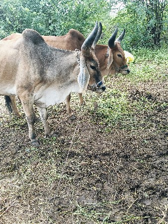 વેચવાના છે ગોઠલા