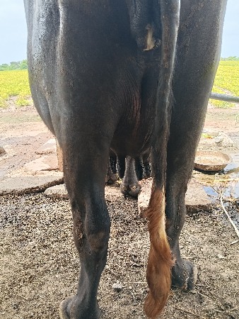 ગેસ વેચવાની છે