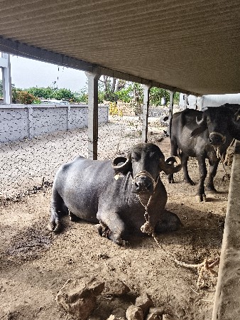 ભેંસ વેચવાની છે