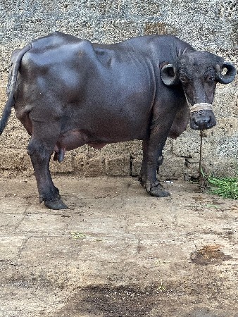 આ ભેસ વેચવાની છે