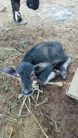 ભેંસ વૈચવા ની છે
