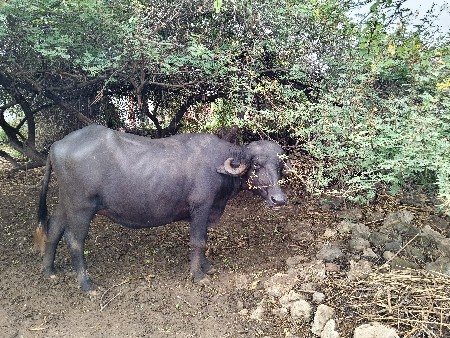 ખળેલી વેચવાની છે