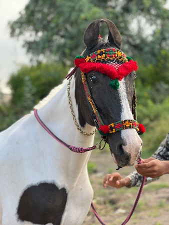 મુસિયો