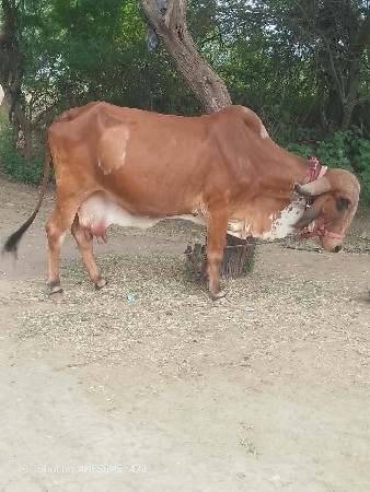 ગાય વેચવાની છે