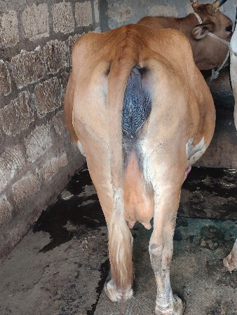 ગાય વેચવાની છે